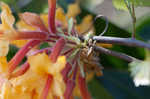 Orange azalea